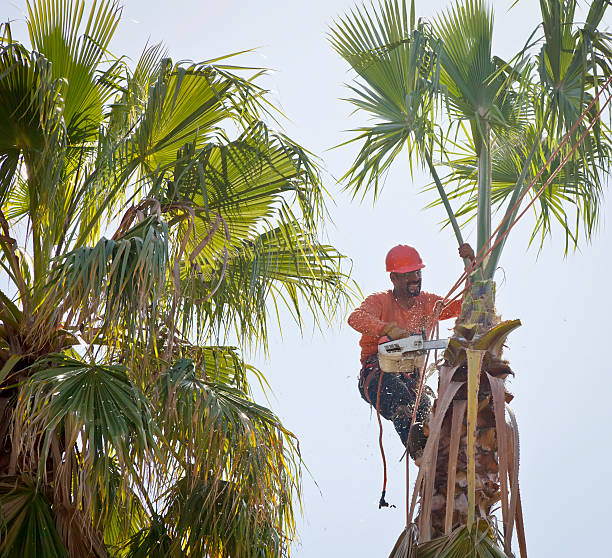 Bloomingburg, OH Tree Services Company